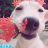 呐呐呐