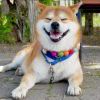 野猪佩奇