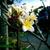 城南花开