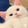 吃可爱长大的人