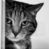 Chat à l’azur