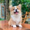 平静且热烈