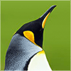 ID453501