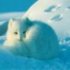 雪太冷