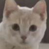 LinY