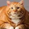 胖~橘猫橘