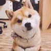 士